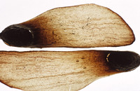 pineseed