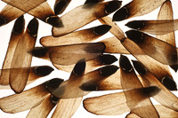 pineseeds2