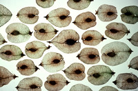 elmseeds2