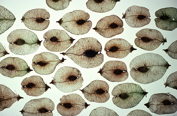 elmseeds2