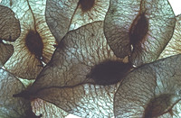 elmseeds4