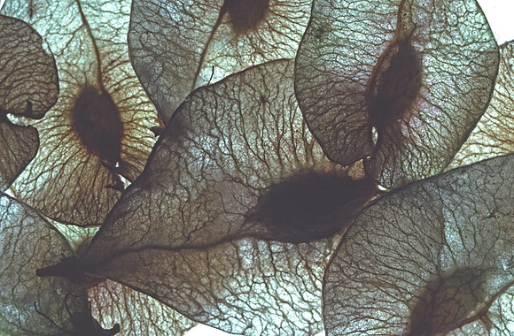 elmseeds4