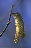 Hazel Catkin & flower