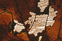 Leaf decay