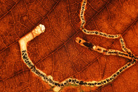 Leaf mining bug