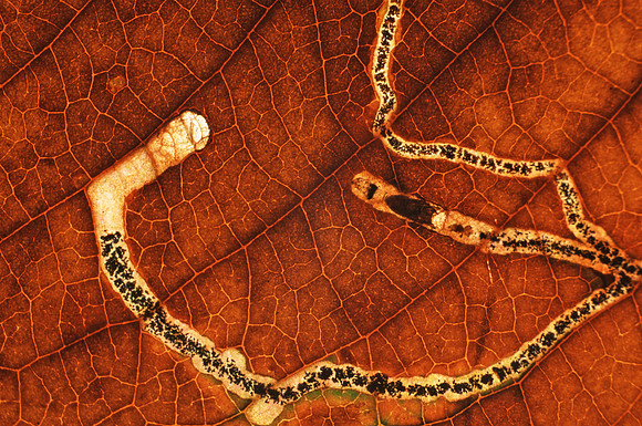 Leaf mining bug