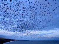 Starlings_flocking_Looking East_2006