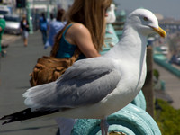 urban_herring_gull_Brighton