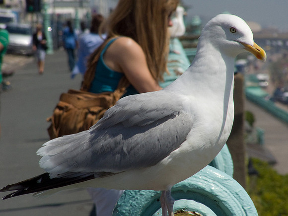 urban_herring_gull_Brighton