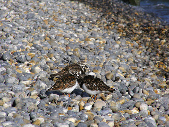 Turnstones