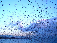 Brilliant Birds