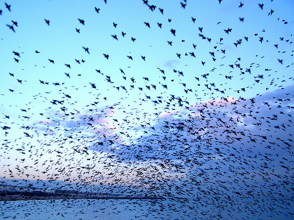 brightonpierstarlings17