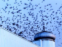 Westpierstarlings_Pier_buildings