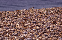 ringedplover
