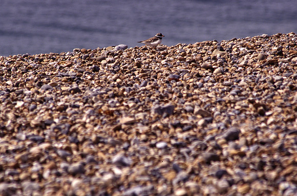 ringedplover