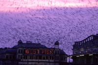 westpierstarlings12