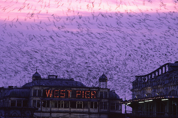 westpierstarlings12