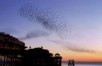 westpierstarlings5