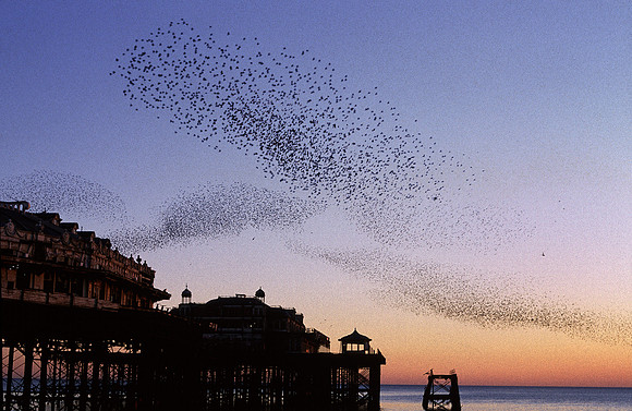 westpierstarlings5
