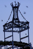 Starlings_helter_skelter3