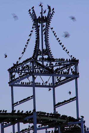Starlings_helter_skelter3