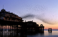 westpierstarlings1