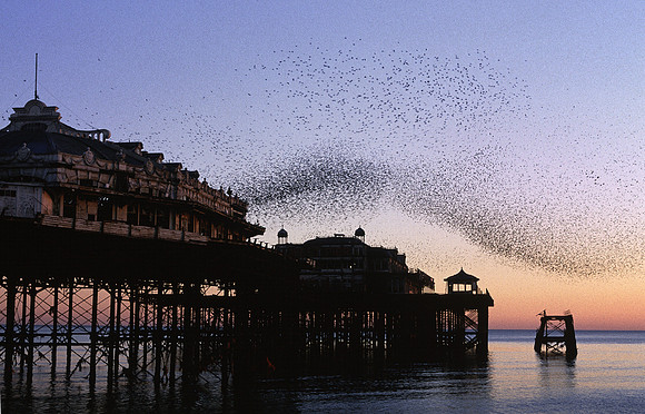westpierstarlings1