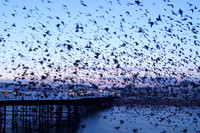 starlings_massing