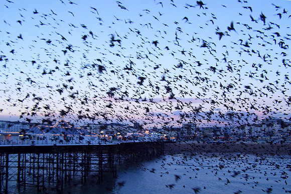 starlings_massing