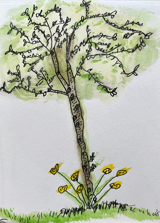 Olive_Tree_Ryde_6.26