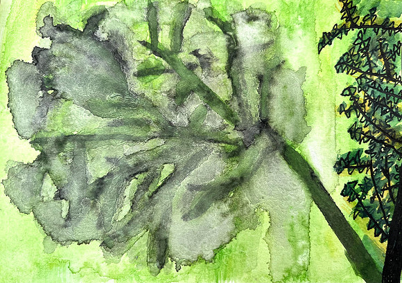 Tree_Shadow_on_Lawn_6.26