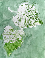 Birch Leaves