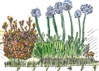 Agapanthus and abelia