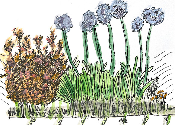 Agapanthus and abelia