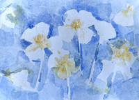 Plant impressions2
