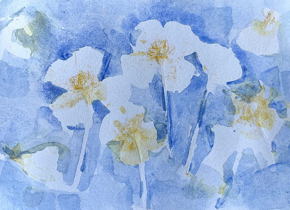Plant impressions2