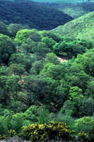 scrub_woodland