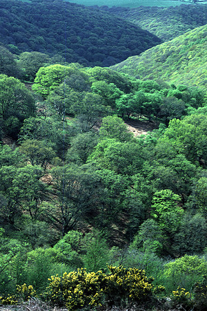 scrub_woodland