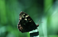 speckled