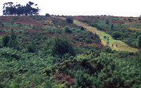 lowlandheathland8