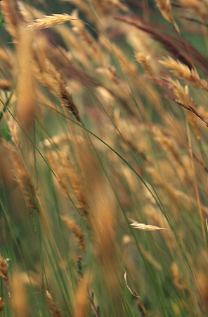 grasses