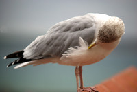 Young_herring_Gull_preening