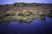 lowlandheathland5