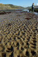 Lyme_Bay_intertidal_her#414