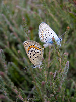 mating_silver_studded_blues_wsx