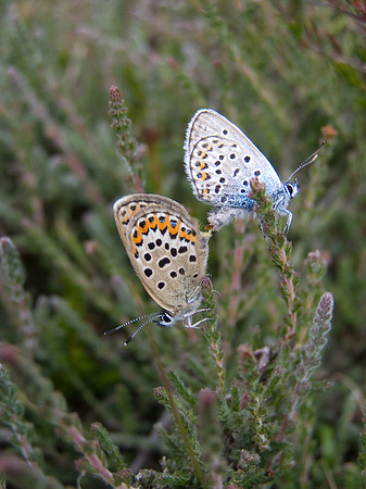 mating_silver_studded_blues_wsx