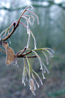 Frosty_Branches