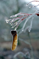 Frosty_Branches2