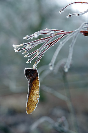 Frosty_Branches2