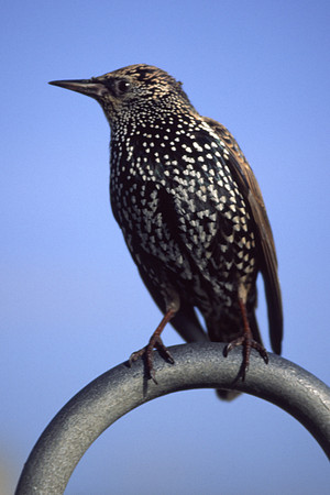 starling